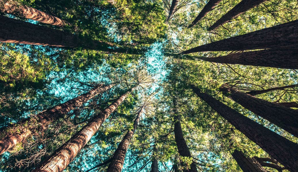 Upward view of trees